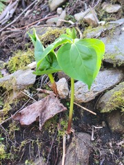 Trillium