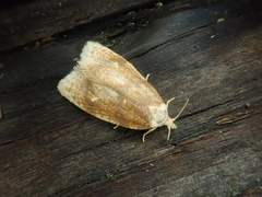 Tortrix sinapina