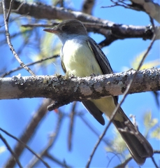 Myiarchus swainsoni