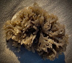 Alcyonidium hauffi
