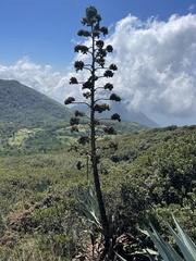 Agave parvidentata
