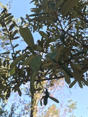 Quercus geminata