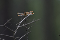 Libellula semifasciata