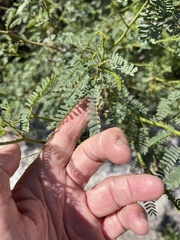 Prosopis articulata