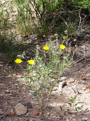 Grindelia pulchella