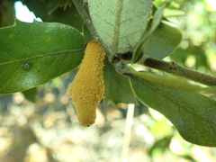 Heteroecus melanoderma