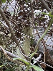 Protousnea poeppigii