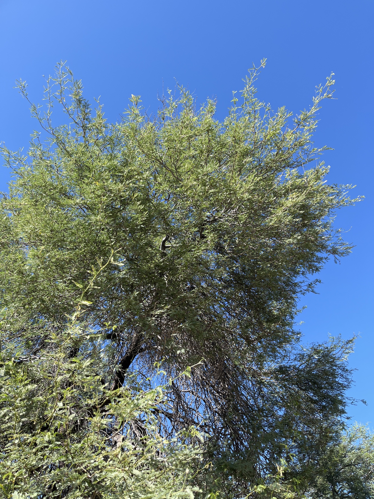 Prosopis articulata S.Watson