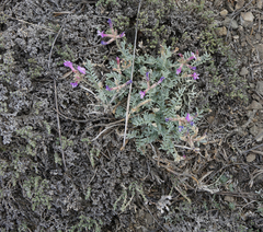 Astragalus stenoceras