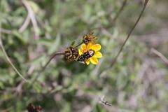Acmaeodera mudgei