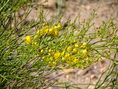Senna aphylla