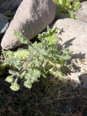 Perityle crassifolia