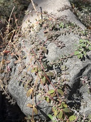 Euphorbia pediculifera