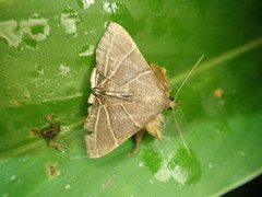 Rejectaria theclalis