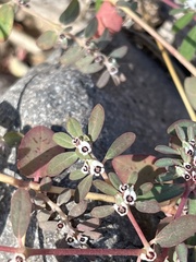 Euphorbia pediculifera