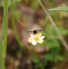 Adela trigrapha
