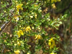 Larrea divaricata