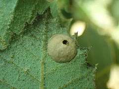 Paracraspis guadaloupensis