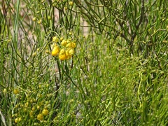 Senna aphylla