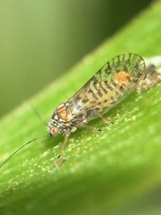Acizzia acaciae