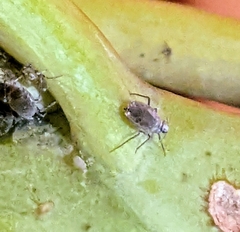 Brevicoryne brassicae