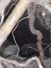 Heloderma horridum