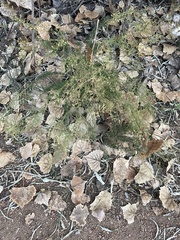 Dysphania graveolens