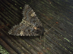 Melanchra persicariae