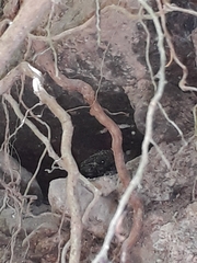 Heloderma horridum