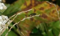 Orthonevra nitida