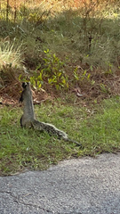 Sciurus niger shermani