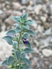 Pseudorontium cyathiferum