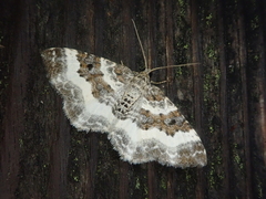Epirrhoe supergressa supergressa