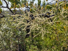 Asterohyptis stellulata