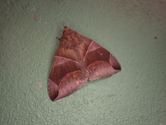 Poaphilini
