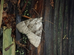 Eucarta arctides