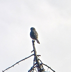 Haemorhous mexicanus