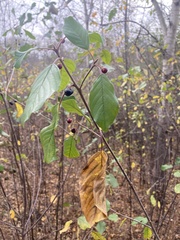 Rhamnaceae