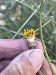 Bebbia juncea juncea