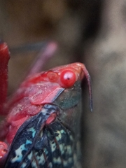 Kalidasa lanata