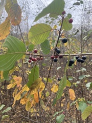Rhamnaceae