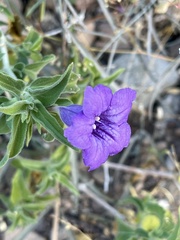 Ruellia californica