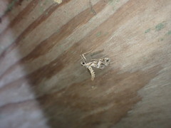 Lineodes