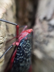 Kalidasa lanata
