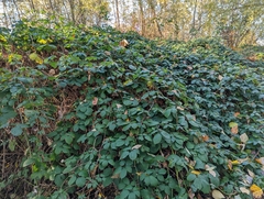 Rubus bifrons