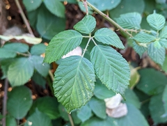 Rubus bifrons