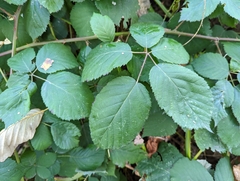 Rubus bifrons