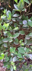 Euonymus japonicus