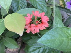 Crossandra nilotica