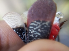 Kalidasa lanata